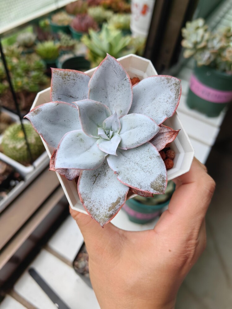 梅雨季的多肉