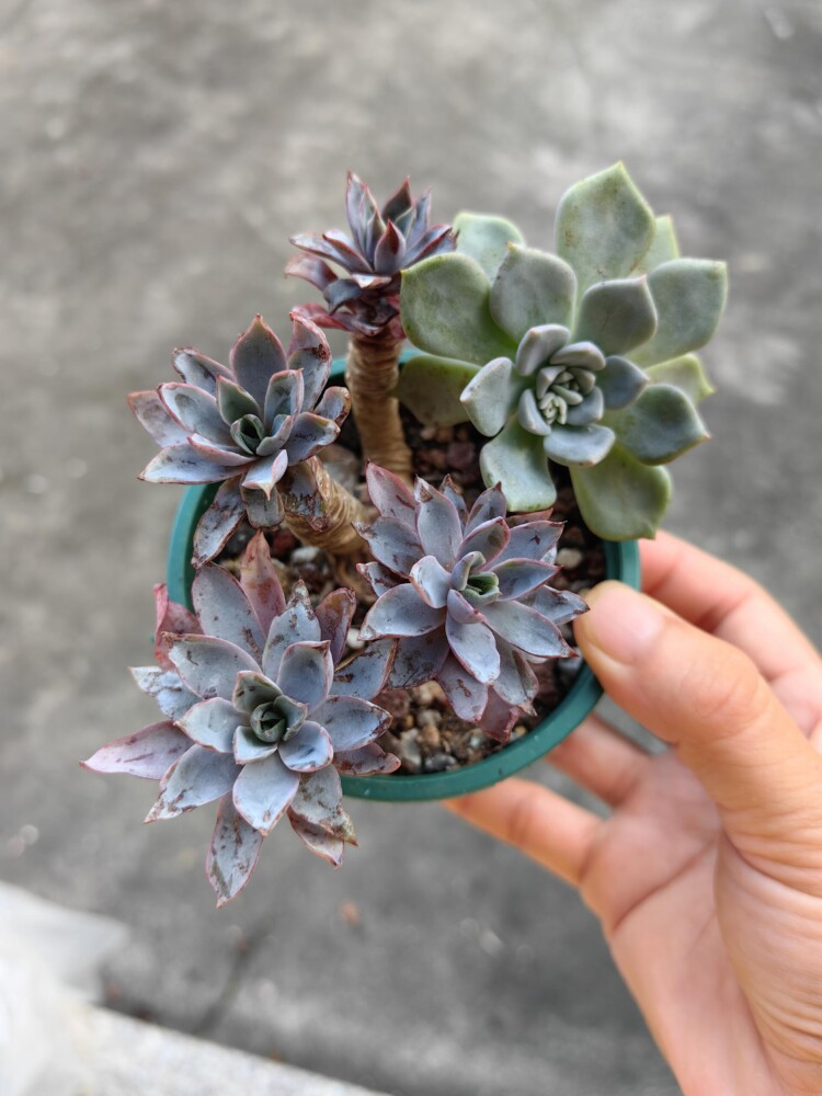 梅雨季的多肉