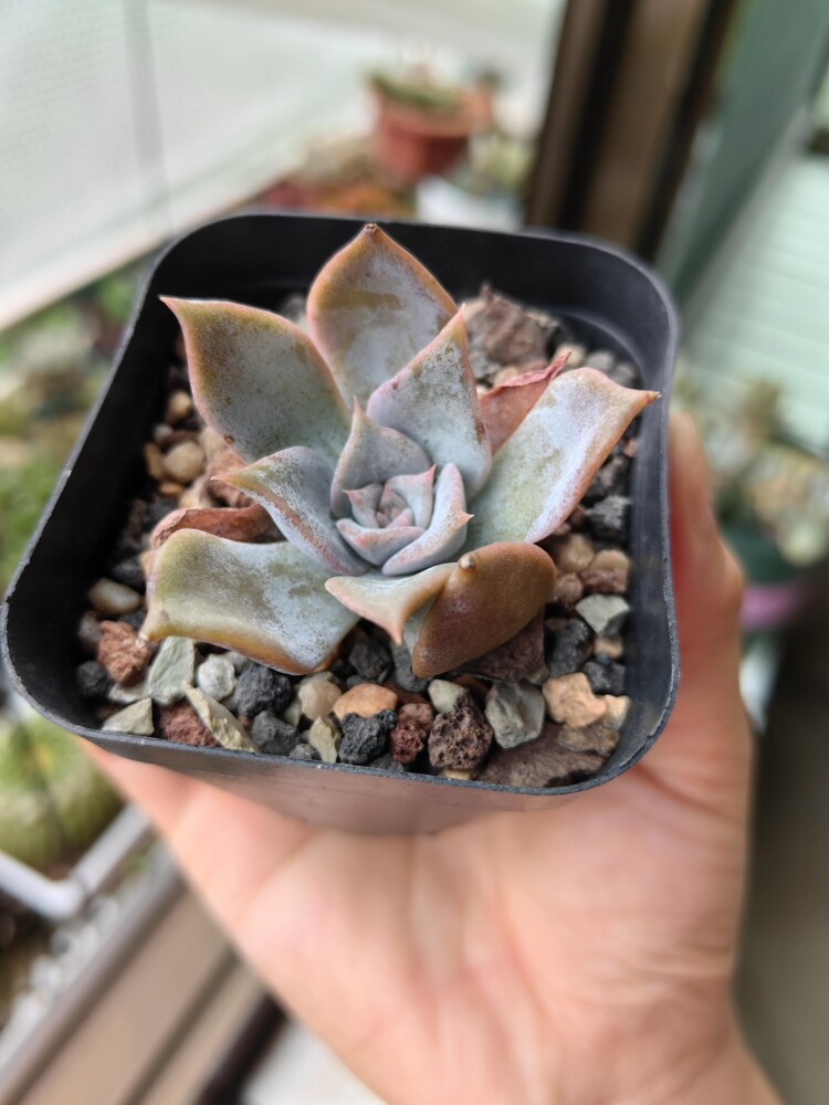 梅雨季的多肉