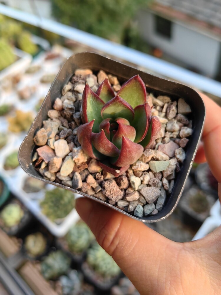 梅雨季的多肉
