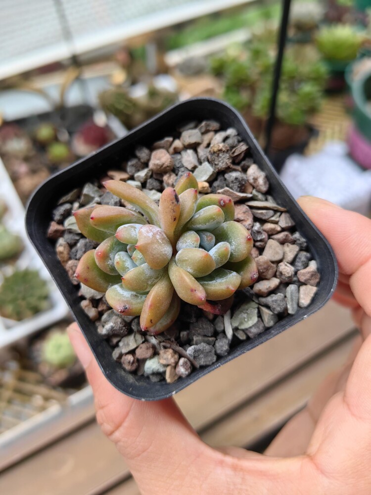 梅雨季的多肉