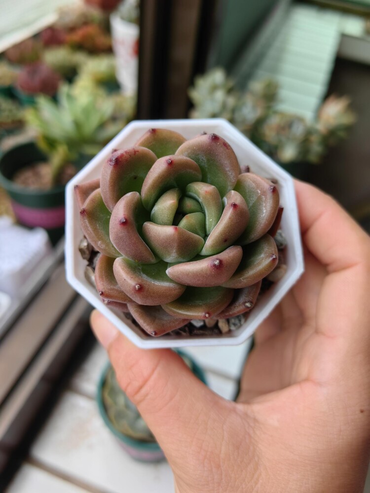 梅雨季的多肉