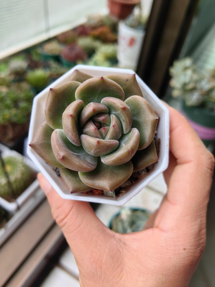 梅雨季的多肉