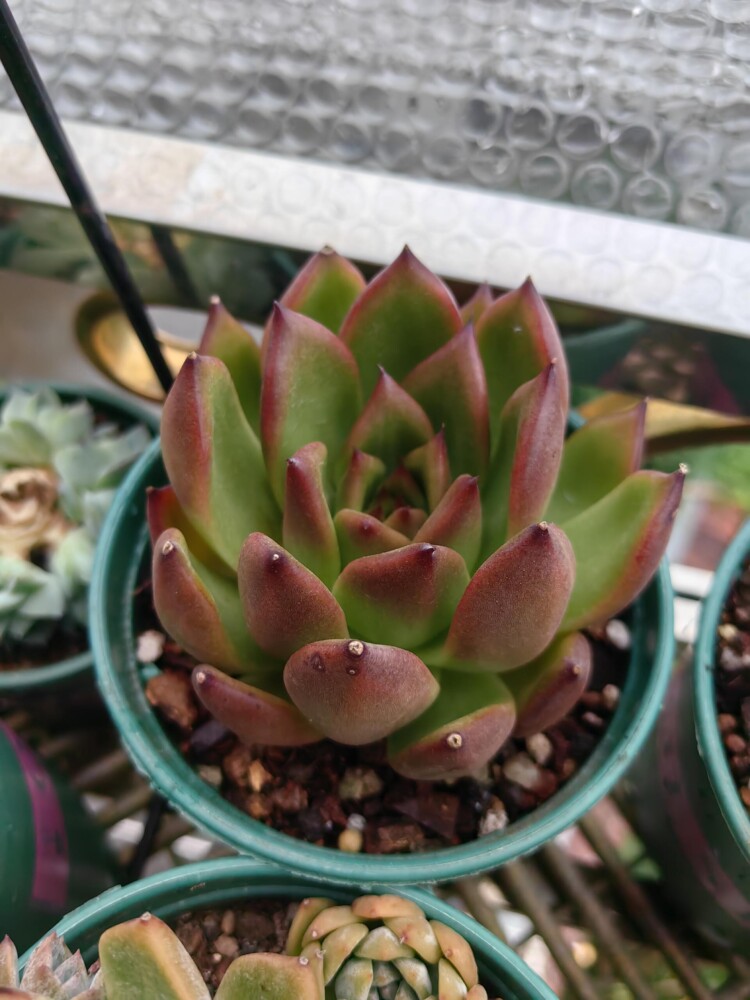 梅雨季的多肉