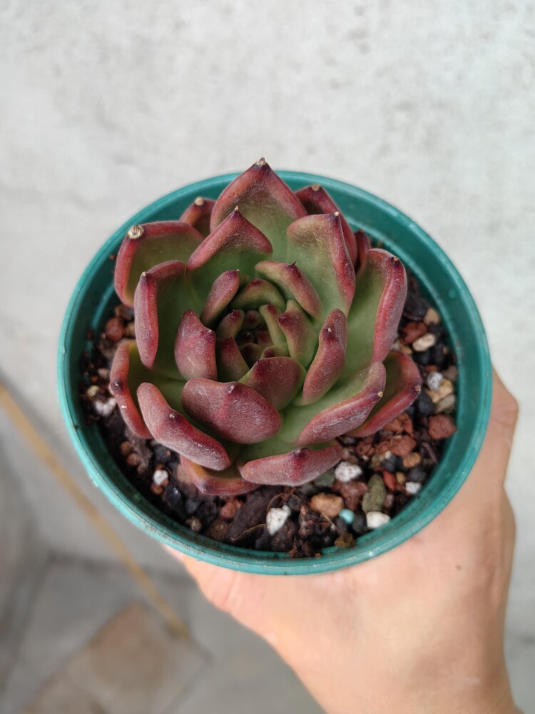 梅雨季的多肉