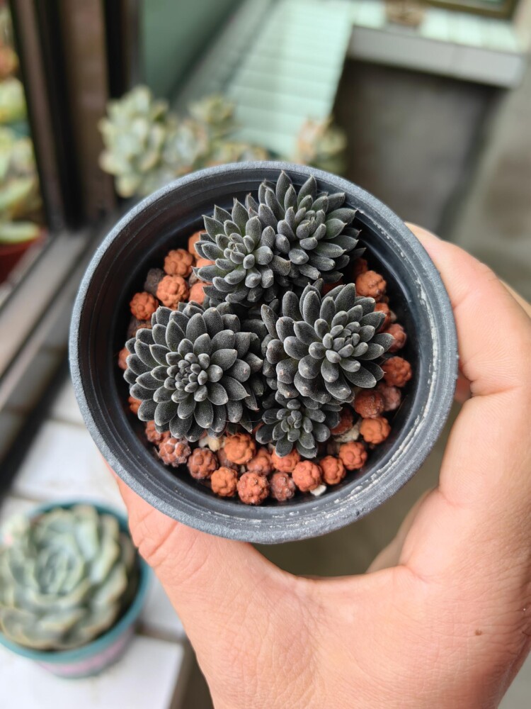 梅雨季的多肉