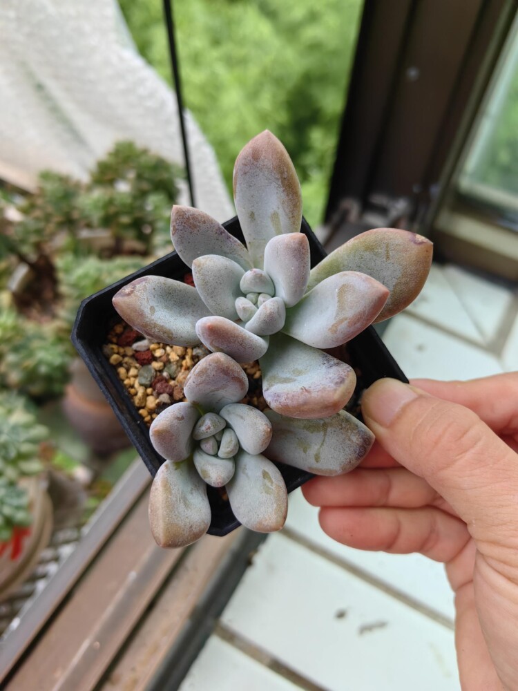 梅雨季的多肉