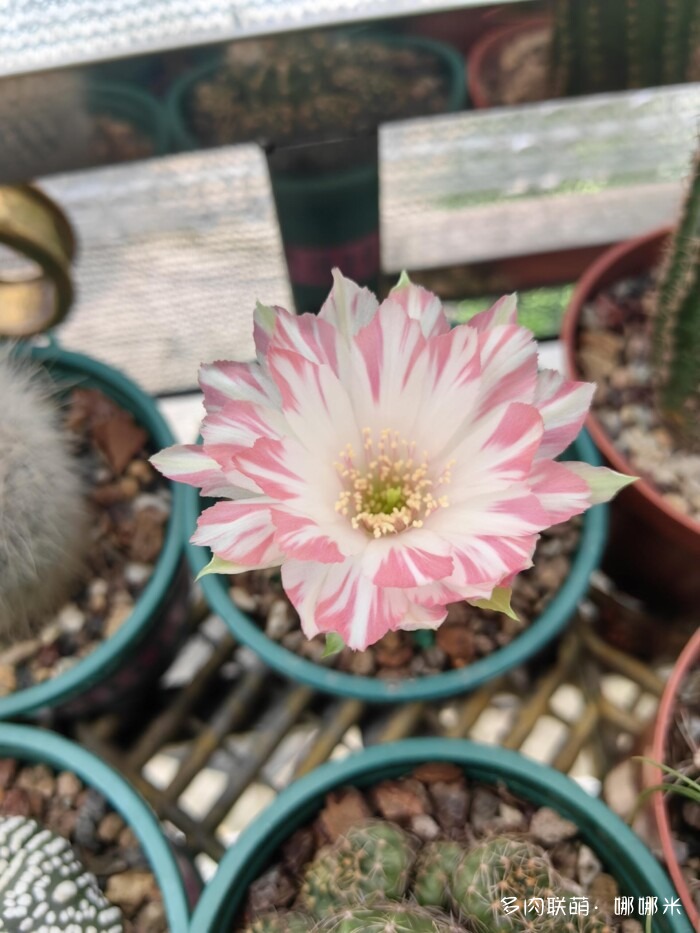 桃夭（丽花）