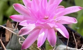 风飘花事香（球花篇八）