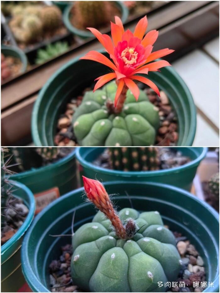 球花开花，好看