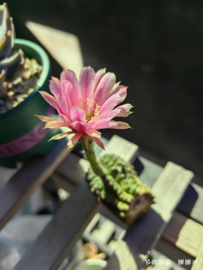 球花开花，好看
