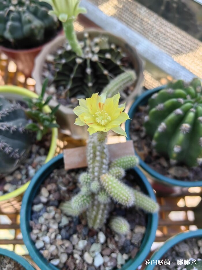 球花开花，好看
