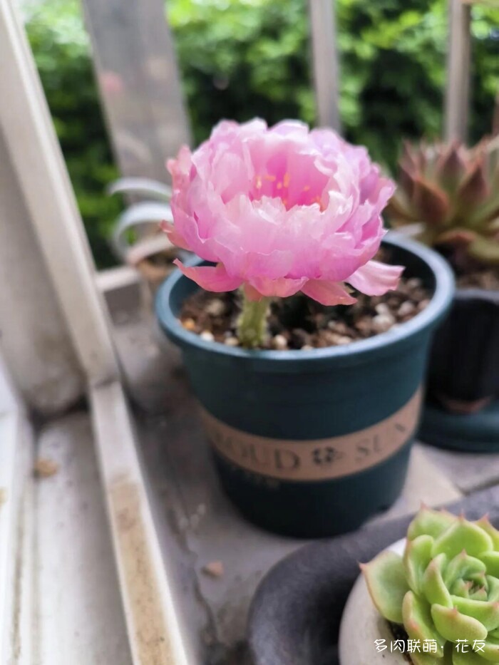 球花开花，好看