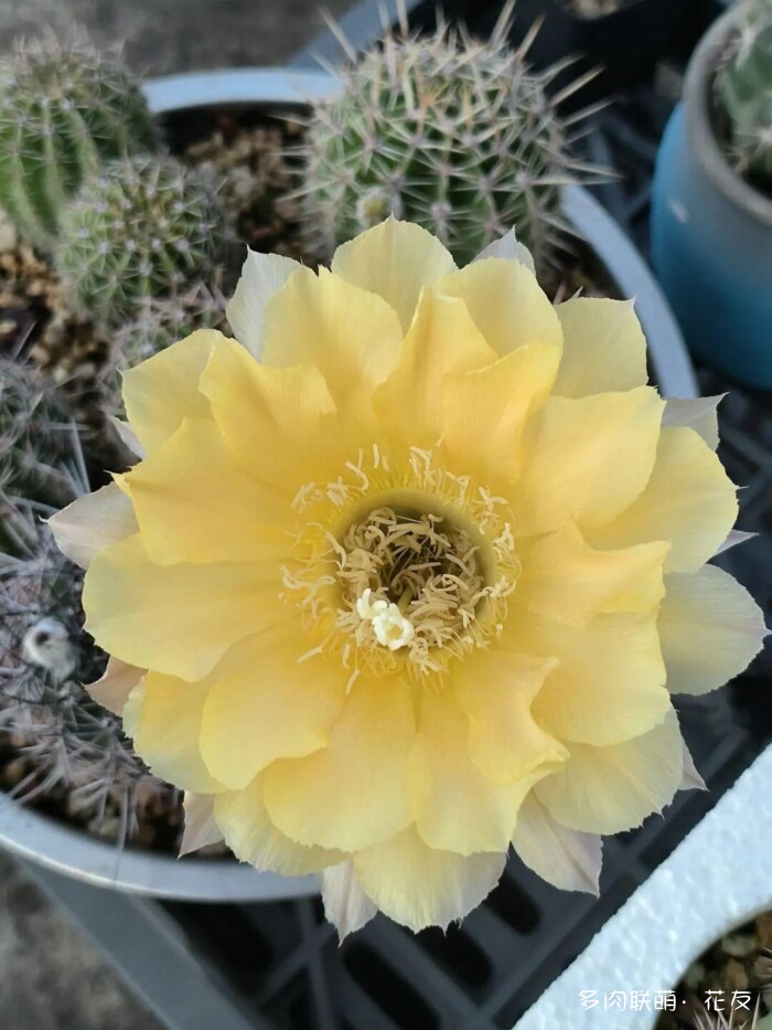 球花开花，好看