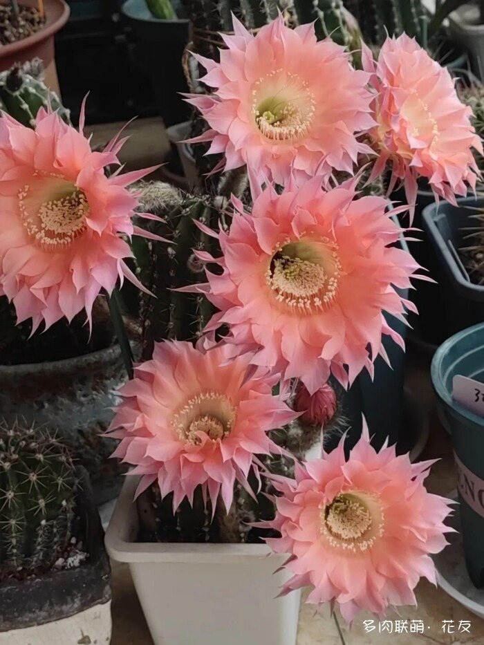 球花开花，好看