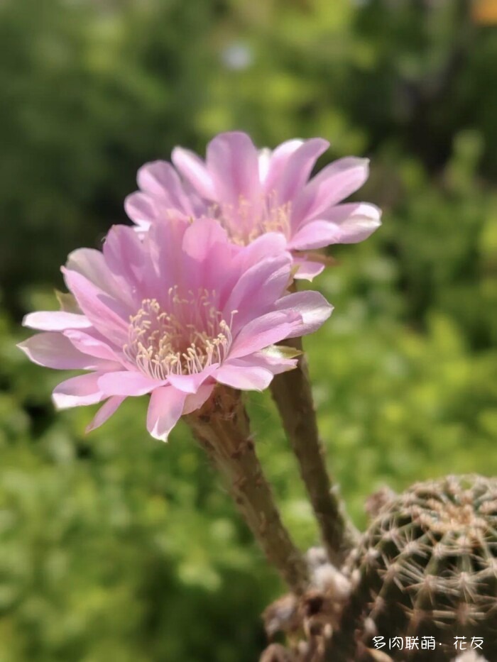 球花开花，好看