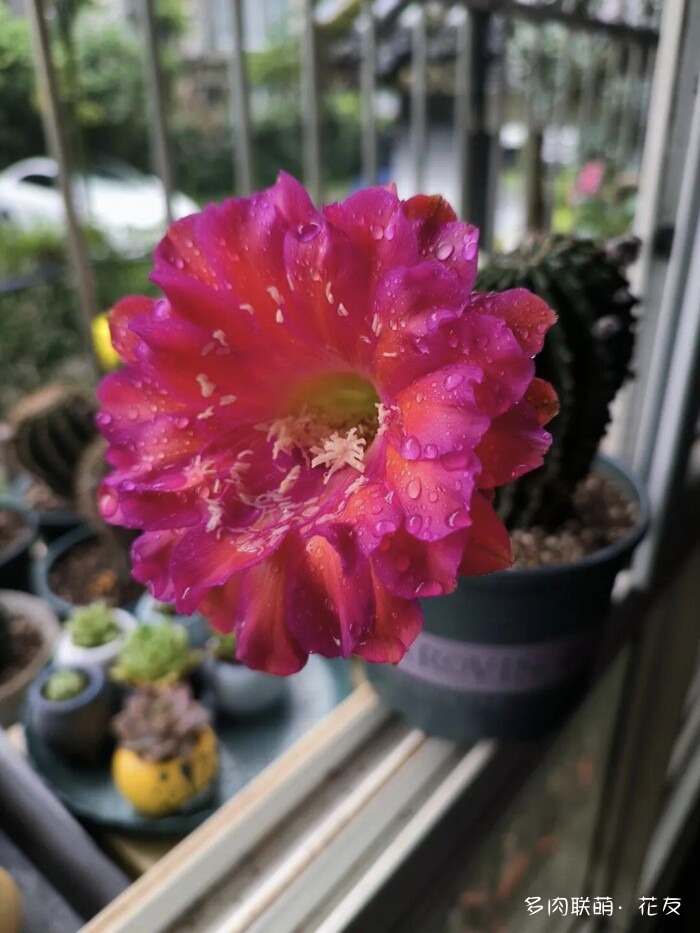 球花开花，好看