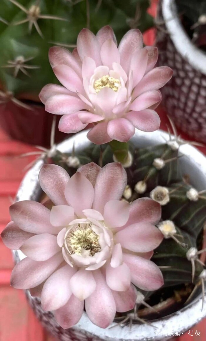 球花开花，好看