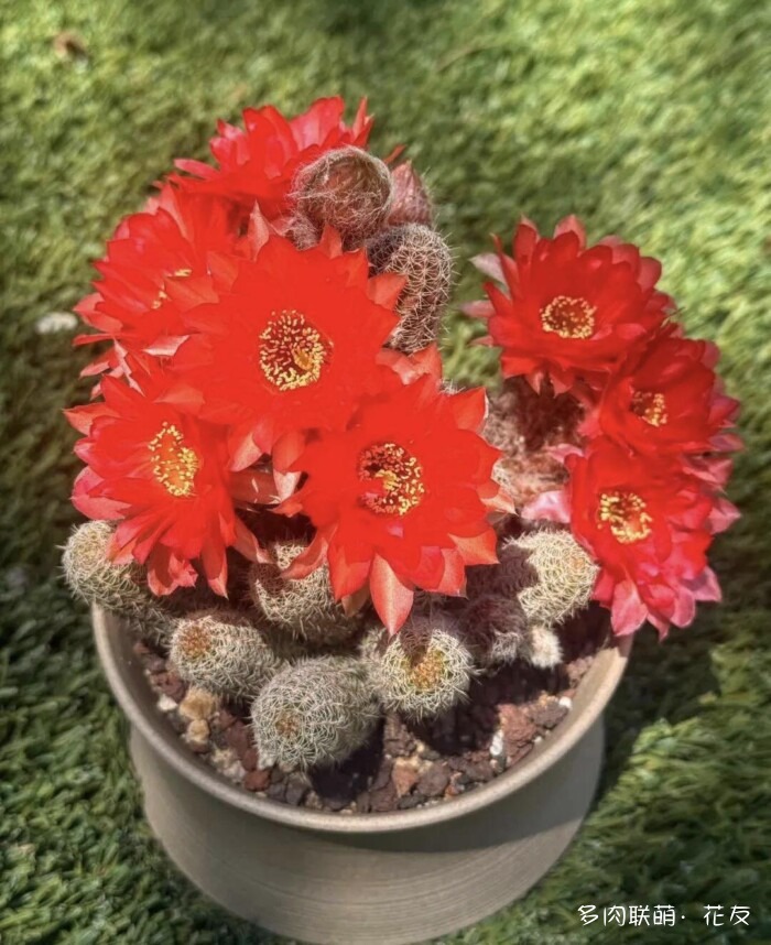球花开花，好看