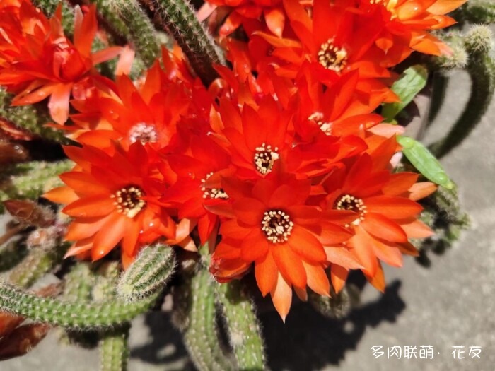 球花开花，好看