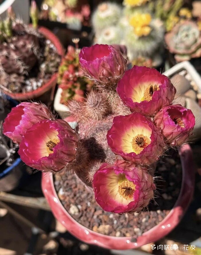 球花开花，好看