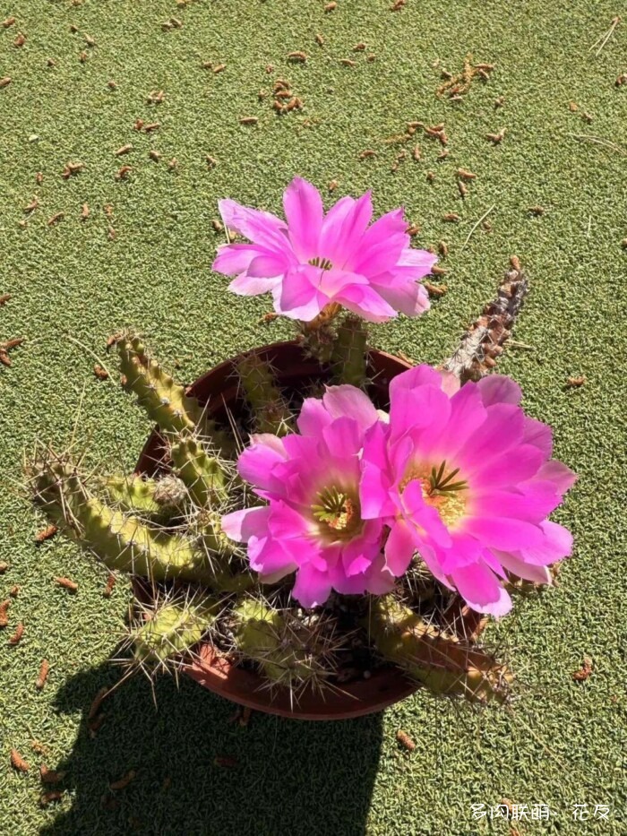 球花开花，好看