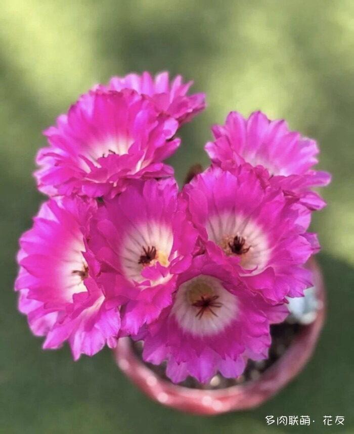 球花开花，好看