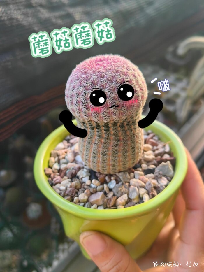球花开花，好看