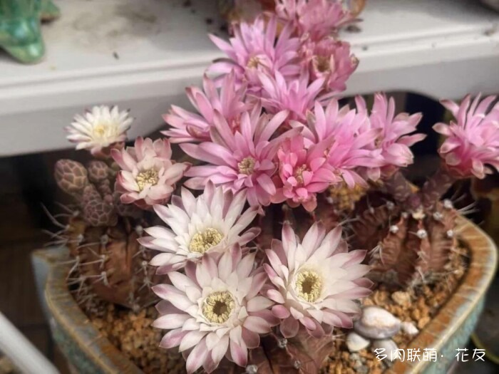 球花开花，好看