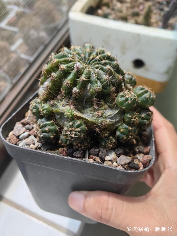 仙人球草花