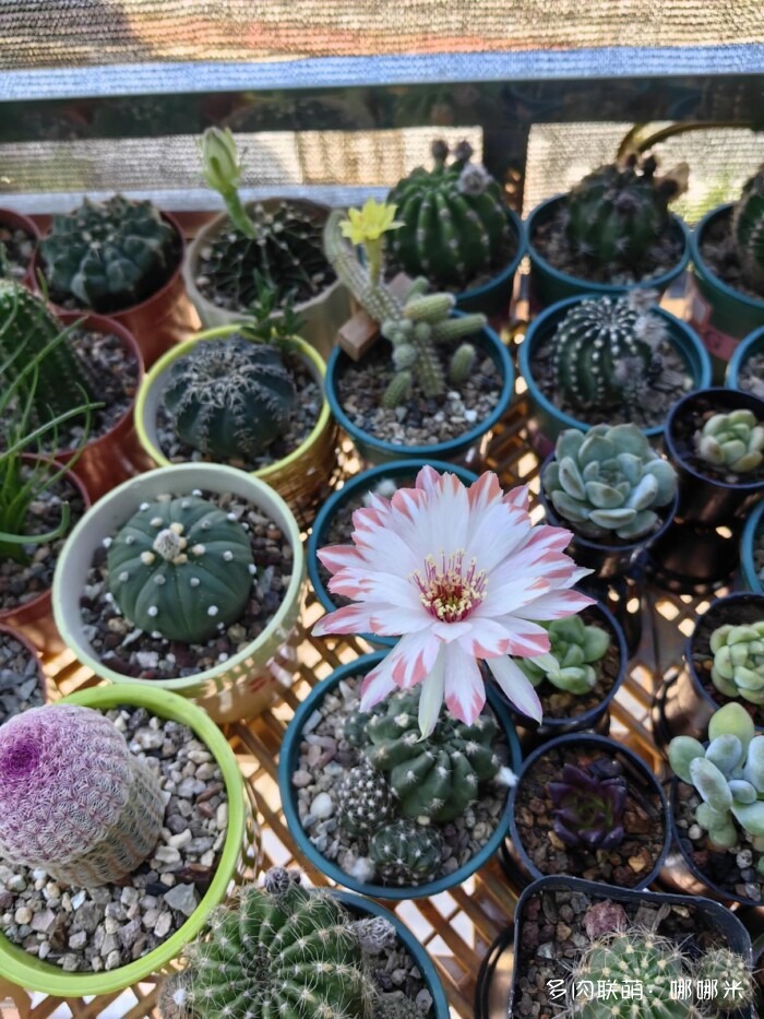 仙人球草花