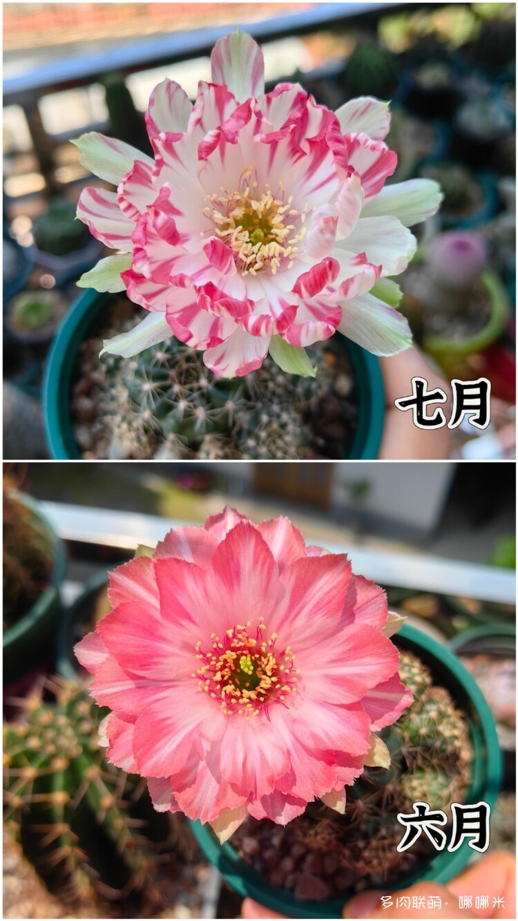 绽放的球花
