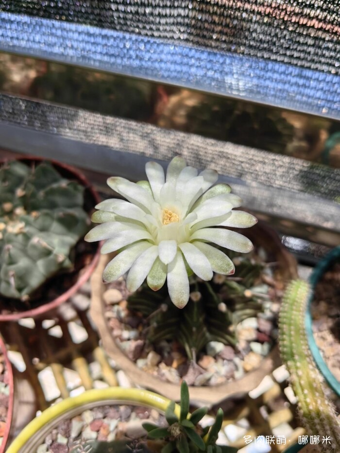 仙人球草花