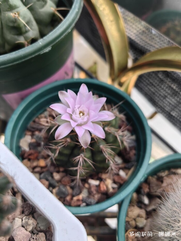 仙人球草花
