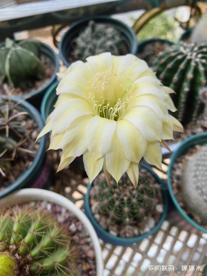 仙人球草花