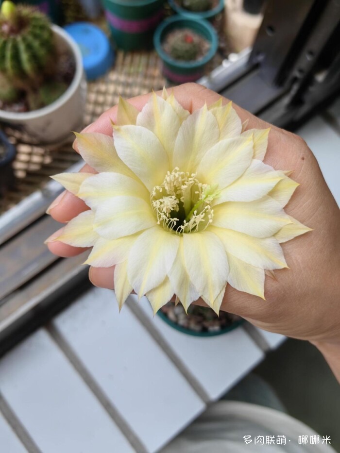 仙人球草花