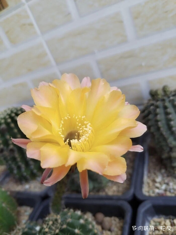 仙人球草花