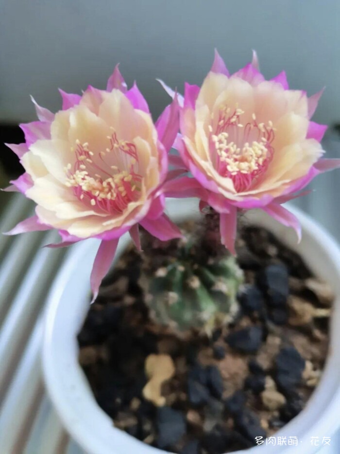 仙人球草花