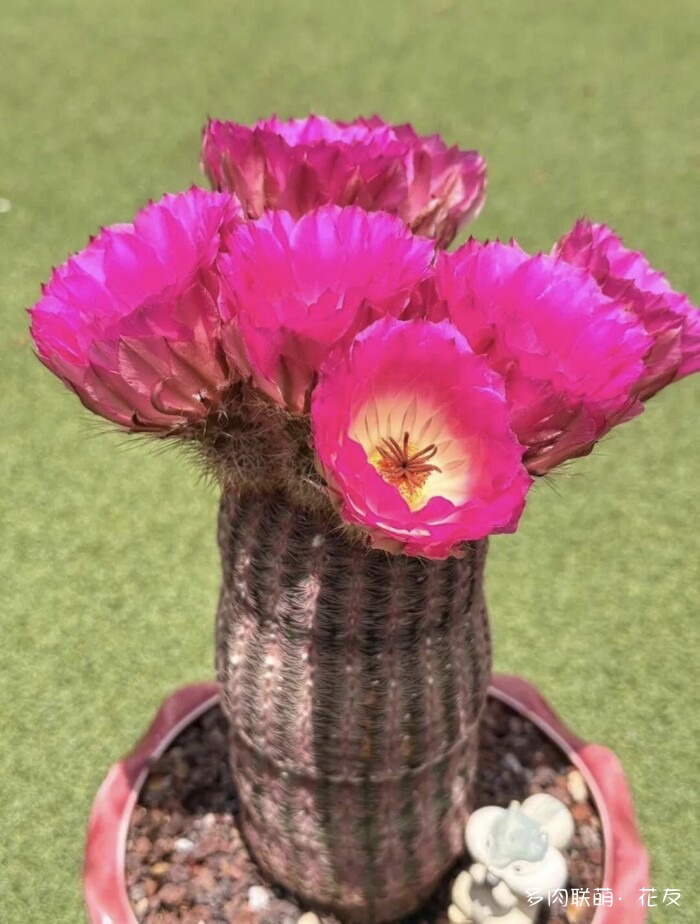 仙人球草花