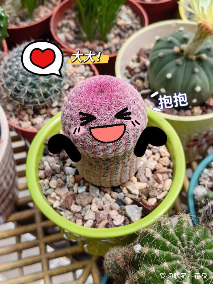 仙人球草花