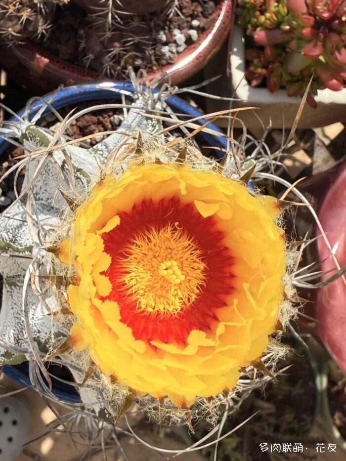 仙人球草花