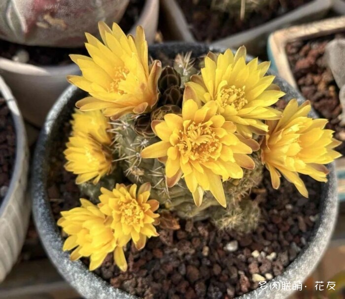 仙人球草花