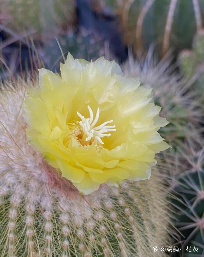 仙人球草花