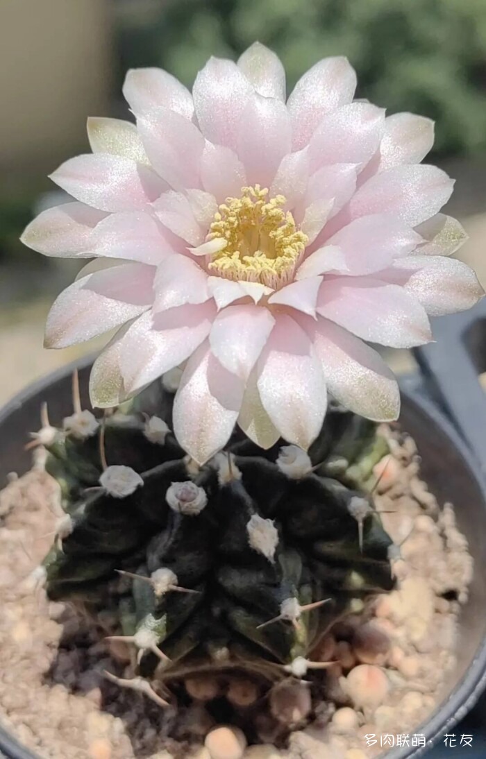 仙人球草花