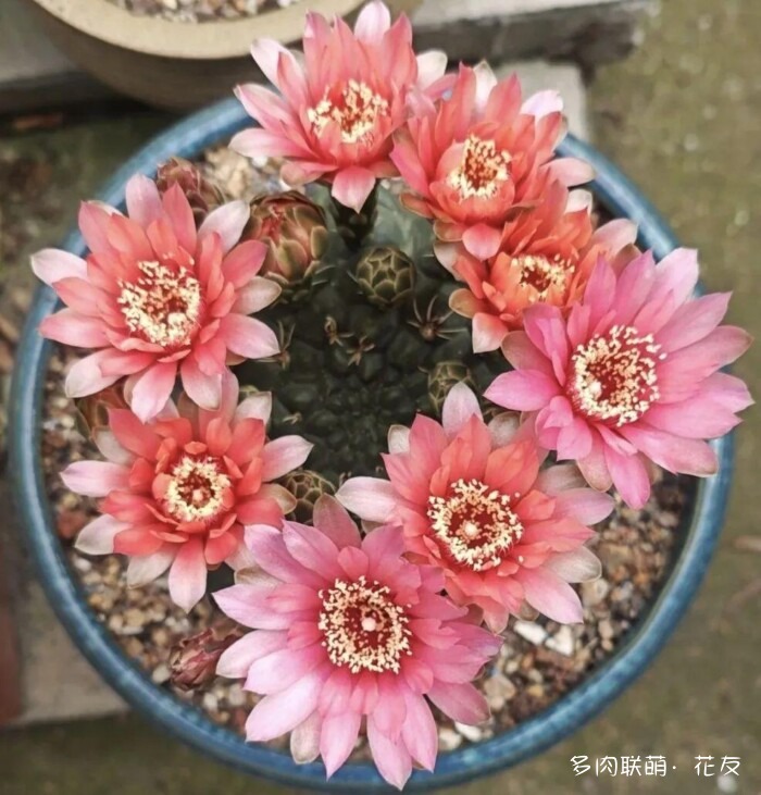 仙人球草花