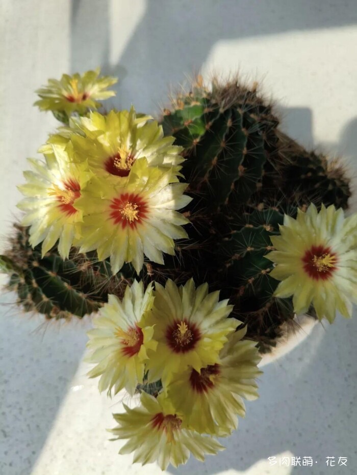 仙人球草花