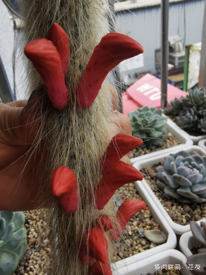 仙人球草花