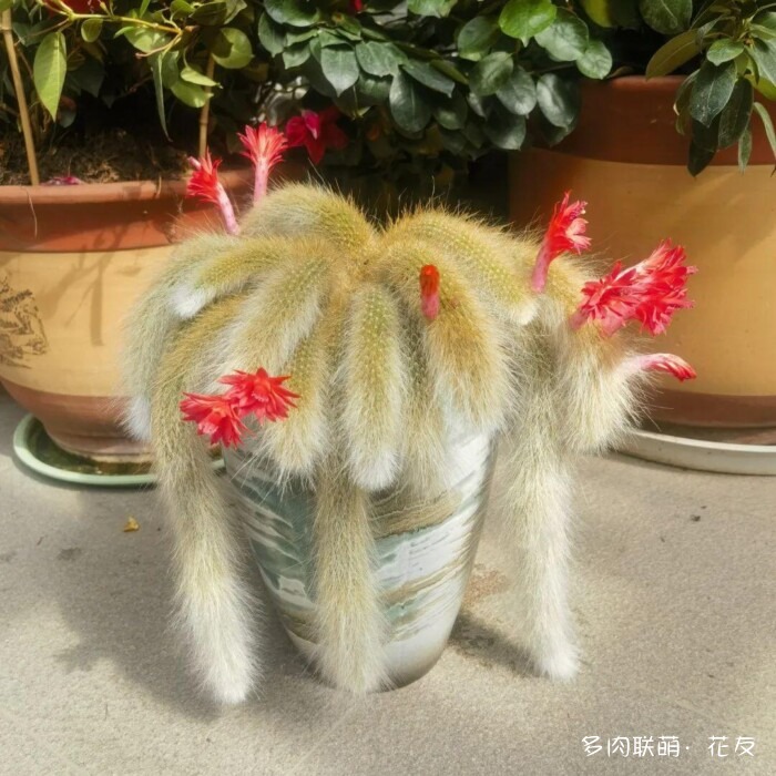 仙人球草花