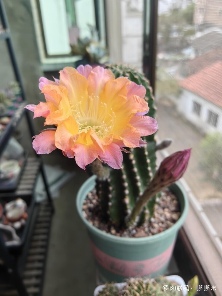 绽放的球花