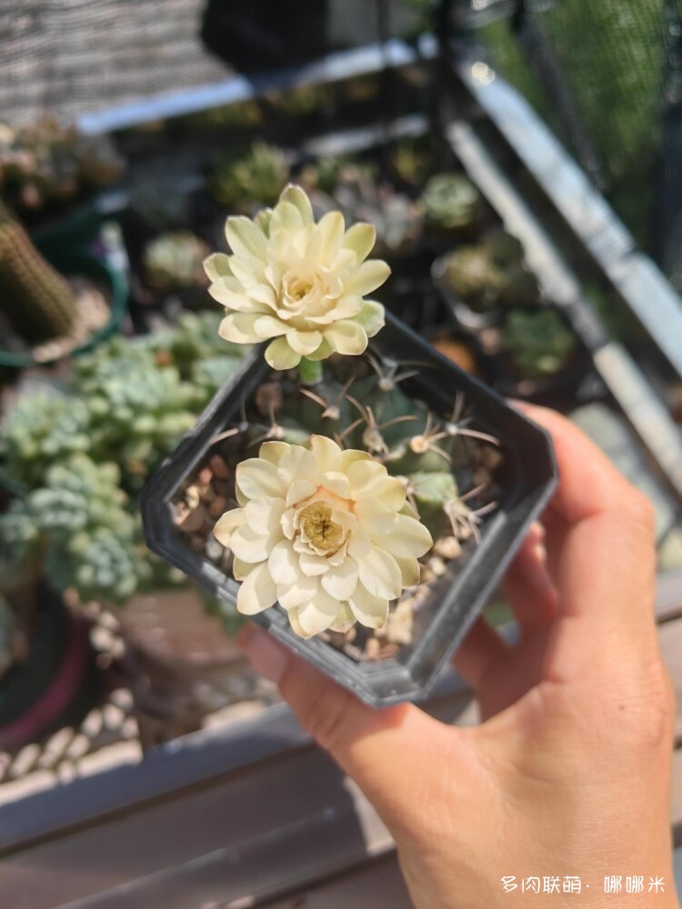 绽放的球花